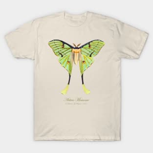 Moth - African Moon Moth, Actias Mimosae or Argema Mimosae T-Shirt